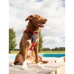 Beeztees Parinca Premium Y-Geschirr -Hundebedarfsgeschäft beeztees parinca premium y tuig 199580 0500 none