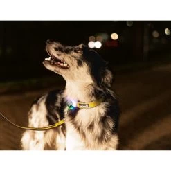 Beeztees Safety Gear Parinca Premium Hundeleine 16 Beeztees Safety Gear Parinca Premium Hundeleine -Hundebedarfsgeschäft beeztees safety gear parinca premium hondenriem 215048 0500 none