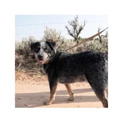 Carhartt Journeyman Leash 8 Carhartt Journeyman Leash -Hundebedarfsgeschäft carhartt journeyman leash 187047 0500 none