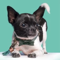 DWAM Halsband Bowie -Hundebedarfsgeschäft dwam bowie halsband 186562 0500 none