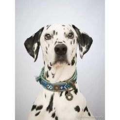 DWAM Halsband Boho Juan -Hundebedarfsgeschäft dwam halsband boho juan 132080 0500 none