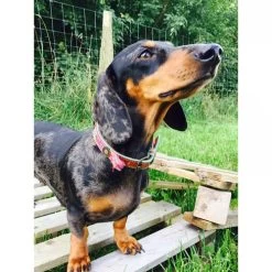 DWAM Halsband Boho Rosa -Hundebedarfsgeschäft dwam halsband boho rosa 132071 0500 none