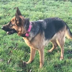 DWAM Halsband Boho Rosa -Hundebedarfsgeschäft dwam halsband boho rosa 133652 0500 none