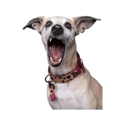 DWAM Halsband Lou Lou 8 DWAM Halsband Lou Lou -Hundebedarfsgeschäft dwam halsband lou lou 182182 0500 none