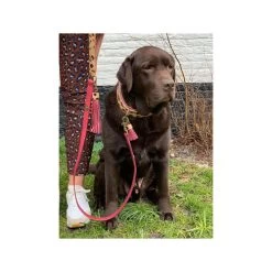 DWAM Halsband Lou Lou 9 DWAM Halsband Lou Lou -Hundebedarfsgeschäft dwam halsband lou lou 182185 0500 none