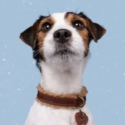 DWAM Halsband Teddy 7 DWAM Halsband Teddy -Hundebedarfsgeschäft dwam halsband teddy 189220 0500 none