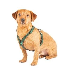 DWAM Hundegschirr Ivy -Hundebedarfsgeschäft dwam hondentuigje ivy 182743 0500 none