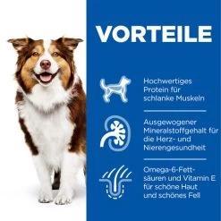 Hill's Science Plan - Mature/Adult - Medium - Chicken -Hundebedarfsgeschäft hills science plan matureadult medium chicken 218565 0500 none