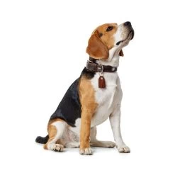 Hunter Halsband Cody 7 Hunter Halsband Cody -Hundebedarfsgeschäft hunter halsband cody 116499 0500 none