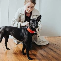 Hunter Halsband Divo -Hundebedarfsgeschäft hunter halsband divo 208013 0500 none