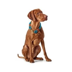 Hunter Halsband Oss -Hundebedarfsgeschäft hunter halsband oss 116343 0500 none