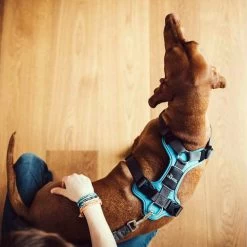 Hunter Geschirr Divo Dunkelblau/Grau -Hundebedarfsgeschäft hunter harnas divo donkerblauwgrijs 166903 0500 none