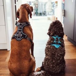 Hunter Geschirr Divo Dunkelblau/Grau -Hundebedarfsgeschäft hunter harnas divo donkerblauwgrijs 166906 0500 none