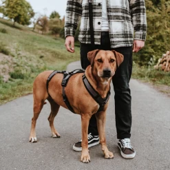 Hunter Sicherheitsgeschirr Maldon -Hundebedarfsgeschäft hunter veiligheidsharnas maldon 221547 0500 none