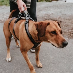 Hunter Sicherheitsgeschirr Maldon -Hundebedarfsgeschäft hunter veiligheidsharnas maldon 221553 0500 none