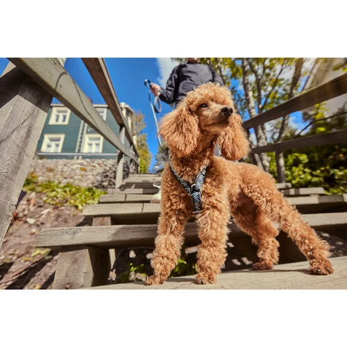 Hurtta Razzle Dazzle Y-Harness - Blackberry 4 Hurtta Razzle Dazzle Y-Harness - Blackberry – Bild 2