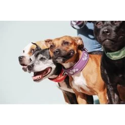 Hurtta Weekend Warrior Halsband -Hundebedarfsgeschäft hurtta weekend warrior collar 189084 0500 none