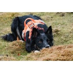 Hurtta Weekend Warrior Geschirr -Hundebedarfsgeschäft hurtta weekend warrior harness 189126 0500 none