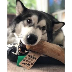 I&I Pet Supplies Kaffeebaum Kauwurzel -Hundebedarfsgeschäft ii pet supplies koffieboom kauw wortel 129623 0500 none