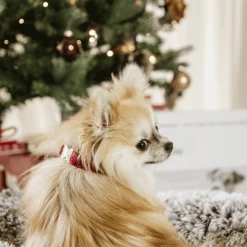 Kentucky Dogwear Corduroy Hundehalsband -Hundebedarfsgeschäft kentucky dogwear corduroy hondenhalsband 219200 0500 none