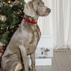 Kentucky Dogwear Corduroy Hundehalsband -Hundebedarfsgeschäft kentucky dogwear corduroy hondenhalsband 219201 0500 none