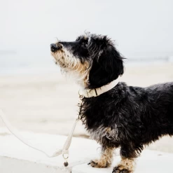 Kentucky Dogwear Hundehalsband Wool -Hundebedarfsgeschäft kentucky dogwear hondenhalsband wool 219704 0500 none