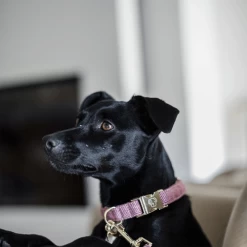 Kentucky Dogwear Hundehalsband Wool -Hundebedarfsgeschäft kentucky dogwear hondenhalsband wool 219710 0500 none