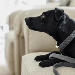 Kentucky Dogwear Hundehalsband Wool -Hundebedarfsgeschäft kentucky dogwear hondenhalsband wool 219712 0500 none