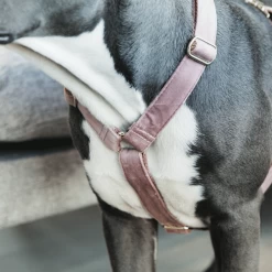 Kentucky Dogwear Hundegeschirr Velvet Loop 16 Kentucky Dogwear Hundegeschirr Velvet Loop -Hundebedarfsgeschäft kentucky dogwear hondenharnas velvet loop 219284 0500 none