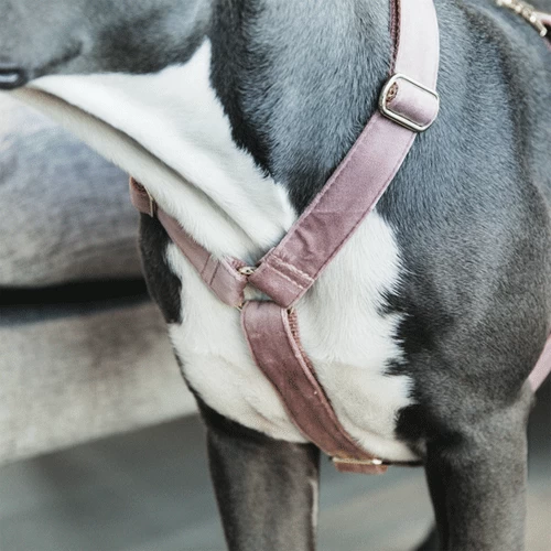 Kentucky Dogwear Hundegeschirr Velvet Loop 7 Kentucky Dogwear Hundegeschirr Velvet Loop – Bild 5