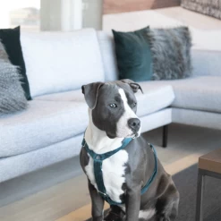 Kentucky Dogwear Hundegeschirr Velvet Loop 15 Kentucky Dogwear Hundegeschirr Velvet Loop -Hundebedarfsgeschäft kentucky dogwear hondenharnas velvet loop 219293 0500 none