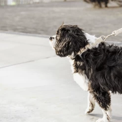 Kentucky Dogwear Hundeleine Wool 25 Kentucky Dogwear Hundeleine Wool -Hundebedarfsgeschäft kentucky dogwear hondenlijn wool 219683 0500 none