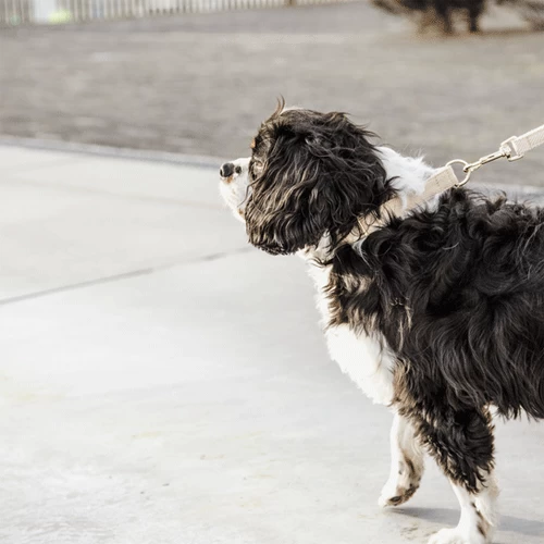 Kentucky Dogwear Hundeleine Wool 12 Kentucky Dogwear Hundeleine Wool – Bild 10