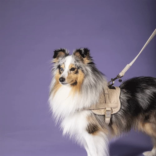 Kentucky Dogwear Hundeleine Wool 5 Kentucky Dogwear Hundeleine Wool – Bild 3