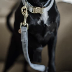 Kentucky Dogwear Hundeleine Wool 21 Kentucky Dogwear Hundeleine Wool -Hundebedarfsgeschäft kentucky dogwear hondenlijn wool 219689 0500 none