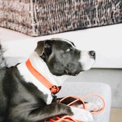 Kentucky Dogwear Schleppleine Soft Rubber -Hundebedarfsgeschäft kentucky dogwear sleeplijn soft rubber 219205 0500 none