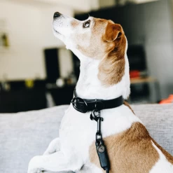 Kentucky Dogwear Soft Rubber Hundehalsband -Hundebedarfsgeschäft kentucky dogwear soft rubber hondenhalsband 219264 0500 none