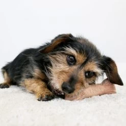 KONG ChewStix Ultra Stick -Hundebedarfsgeschäft kong chewstix ultra stick 180856 0500 none