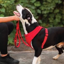 KONG Comfort Harness -Hundebedarfsgeschäft kong comfort harness zwart 178771 0500 none