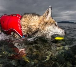 Kurgo Skipping Stones 13 Kurgo Skipping Stones -Hundebedarfsgeschäft kurgo skipping stones 99608 0500 none