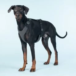 PAIKKA Visibility Harness -Hundebedarfsgeschäft paikka visibility harness 217808 0500 none