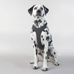 PAIKKA Visibility Harness -Hundebedarfsgeschäft paikka visibility harness 217809 0500 none