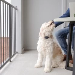 PetSafe Anti-Bell-Halsband -Hundebedarfsgeschäft petsafe anti blafhalsband 208109 0500 none