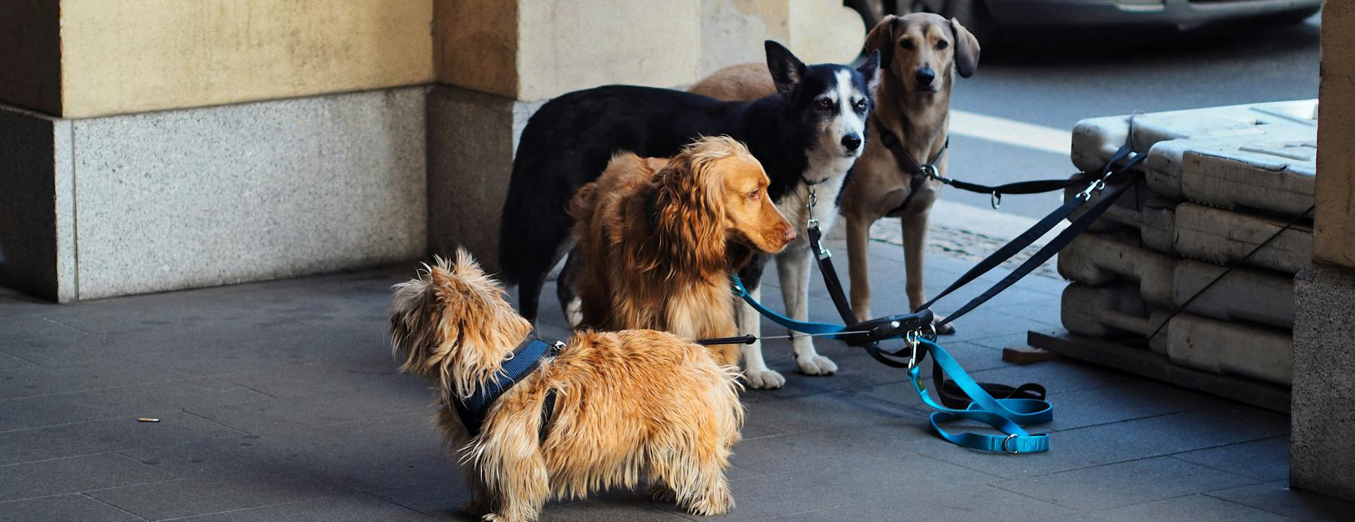 Hundebedarfsgeschäft -Hundebedarfsgeschäft pexels atomlaborblog 776142