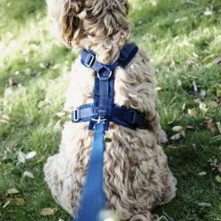Kentucky Dog Harness Active Velvet -Hundebedarfsgeschäft prod 15744 218992 0500 none