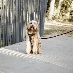 Kentucky Dog Harness Active Velvet -Hundebedarfsgeschäft prod 15744 218994 0500 none