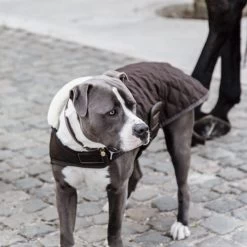 Kentucky Hundemantel Original -Hundebedarfsgeschäft prod 15745 218998 0500 none