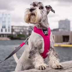 DOG Copenhagen Comfort Walk Pro Geschirr -Hundebedarfsgeschäft prod 15938 220300 0500 none