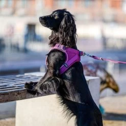 DOG Copenhagen Comfort Walk Go Geschirr 28 DOG Copenhagen Comfort Walk Go Geschirr -Hundebedarfsgeschäft prod 15940 220325 0500 none