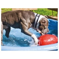 Jolly Egg -Hundebedarfsgeschäft product jolly egg none 4 1496839894 86968